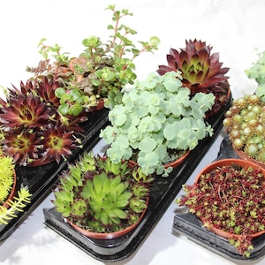 Mix of 3 Sedum Sempervivum garden plants in 8.5 cm pots, HARDY!!
