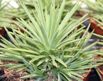 Agave stricta nana