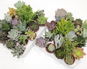 Succulent mix with 20 plants in a 5.5 cm pot