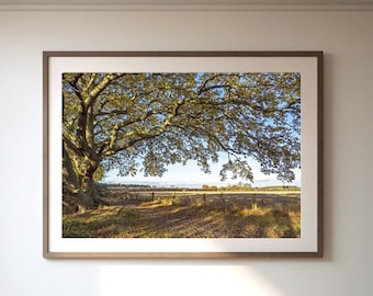 Tree Wall Art - Beneath the Oak Tree - Premium Matte Paper Poster / Print - Original Photograph - Living Room Wall Art - Bedroom Wall Art