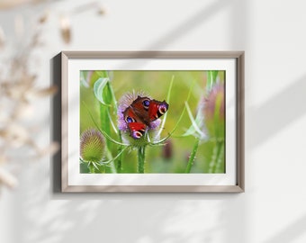 Printable Wall Art - Peacock Butterfly on Teasel - Original Nature Photography - Digital Download