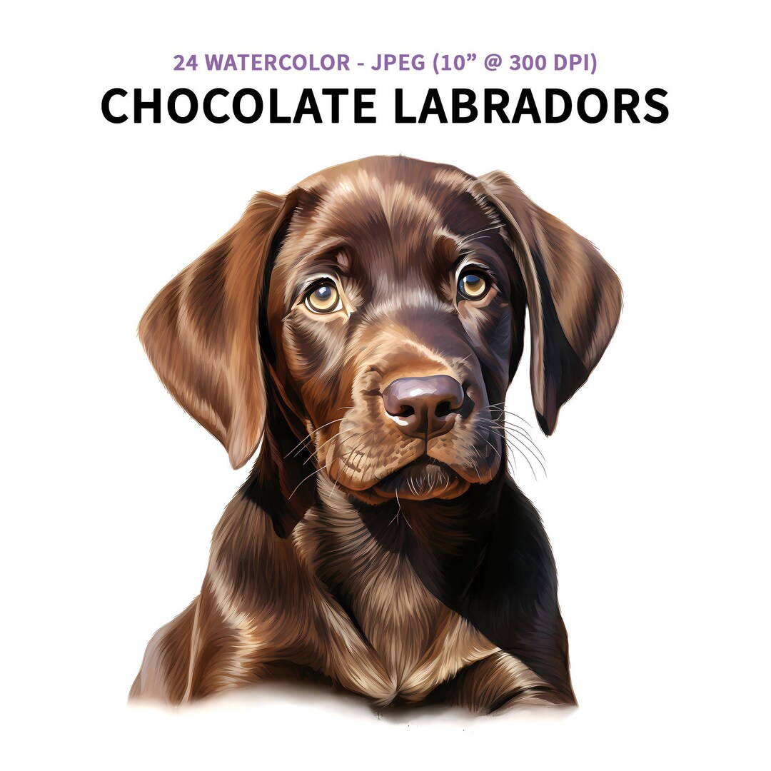 Chocolate Labrador Clipart 24 High Quality Jpegs Brown Etsy