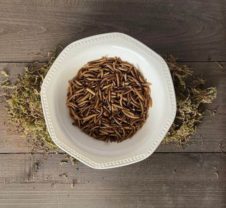 Dried Mealworms Treat Pack Etsy