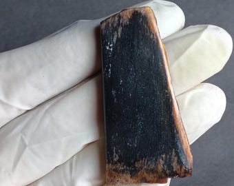 40 karat palmrotskiva. Högkvalitativ fossiliserad indonesisk palm. Kalcedonkvarts och jaspis. Del av den forntida jorden.