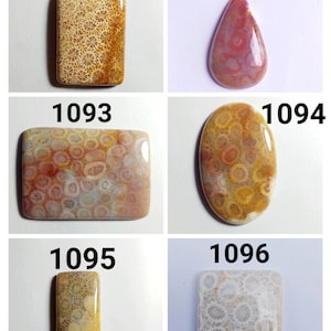 Fossil Coral Cabochon Gemstone Lot, Natural Top quality Fossil coral Cabochons, Multi fossil coral, Natural Multi Fossil coral cabochons Lot