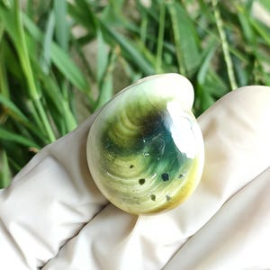 Puede incluir: Una concha pulida e iridiscente con un patrón en espiral. La concha presenta una mezcla de tonos verdes, amarillos y azul oscuro. La concha es sostenida por una mano enguantada, con hierba verde en el fondo.
