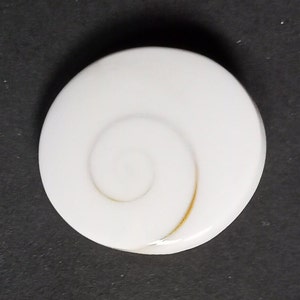 Op de afbeelding: Een witte schelp met een gouden spiraalpatroon. De schelp is glad en gepolijst.