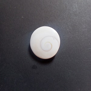 Puede incluir: Una concha blanca con un patrón en espiral en el centro.