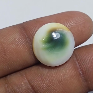 12 Cts. Green turbo operculum, Cats Eye, Shiva Shell for crafts, shell artists, sailors valentines, jewelry, home decor, wedding,