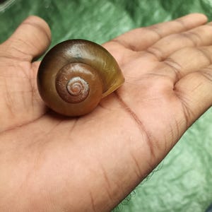 May include: A brown snail shell with a spiral pattern rests in an open palm. The shell's colors transition from a dark brown center to a lighter, yellowish-brown edge. The background is a muted green.