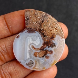 May include: A polished ammonite fossil fragment. The shell features a spiral design with white, brown, and tan hues. The fossil is held in a hand, highlighting its intricate details and natural patterns.