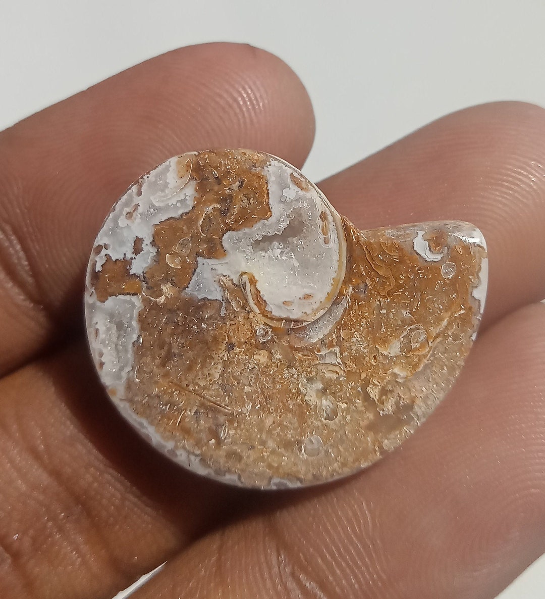 27 Ct Gastropod Crystallized Fossil Shell Slice: Druzy Agate Gemstone ...