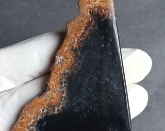 75 karat palmrotskiva. Högkvalitativ fossiliserad indonesisk palm. Kalcedonkvarts och jaspis. Del av den forntida jorden.