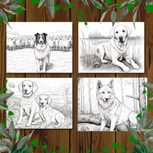 May include: Four black and white illustrations of dogs. The first image shows a border collie herding a flock of sheep. The second image shows a labrador retriever sitting by a lake. The third image shows two labrador retrievers sitting together. The fourth image shows a german shepherd sitting on a log in a forest.