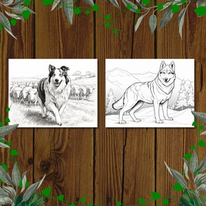 May include: Black and white line art illustrations of two dogs. The first image shows a border collie herding a group of sheep. The second image shows a wolf standing in a mountainous landscape.