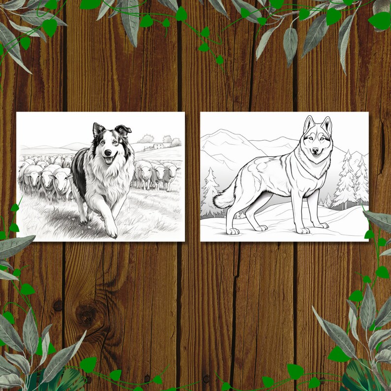 May include: Black and white line art illustrations of two dogs. The first image shows a border collie herding a group of sheep. The second image shows a wolf standing in a mountainous landscape.