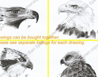 Original Zeichnung, Steinadler, Weißkopfseeadler, Schlangenadler, Fischadler, Seeadler, Kohle auf 21x30cm (8,2x11,8") Papier