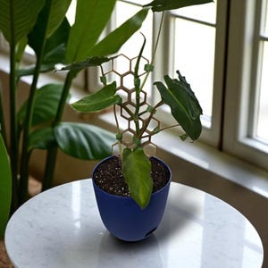 May include: A small potted plant with large green leaves and a brown hexagonal trellis. The plant is in a dark blue pot, sitting on a white marble table. The background includes a window and other green plants.