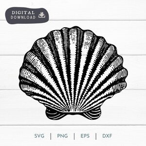 May include: Black and white illustration of a seashell with a detailed, textured design.