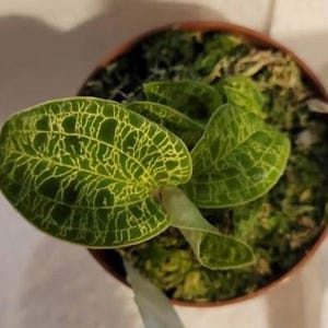 Rare Jewel Orchid - Macodes Petola 2&#39;&#39;Pot