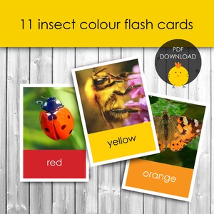 May include: Three insect flash cards with a red ladybug, a yellow bumblebee, and an orange butterfly. Each card has the insect's color printed on the bottom.