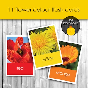 Flashcards de reconhecimento de cores de flores para atividades de correspondência de cores da natureza e caça ao tesouro