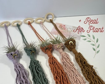 Mini Plant Hanger | Includes Real Air Plant
