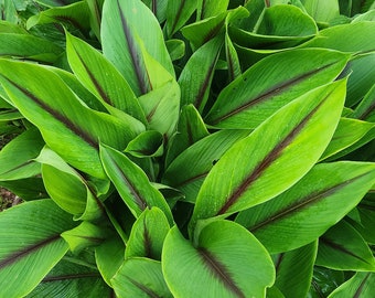 Fully Organic Curcuma Zedoaria (White Turmeric) Rhizomes - From Puerto Rico - white turmeric seed -  roots for plants