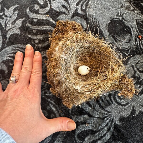 Natural bird nest-well made