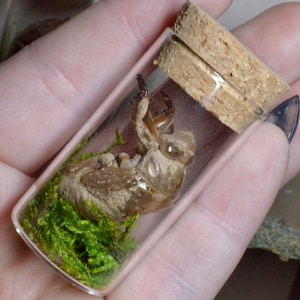 Cicada shells
