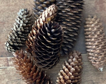 Pine cones, natural dried and untreated White Pine cones, rustic crafting supplies, holiday, home decor, weddings, parties