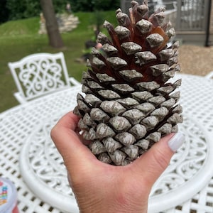 Giant Jumbo Pine Cones, Eco Home Decor, Large Pinecone, Organic Pinecones,  Craft Supplies, Diy Tools, Natural Table Display, Christmas Decor 