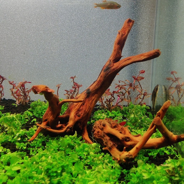Spider Wood Aquarium Etsy