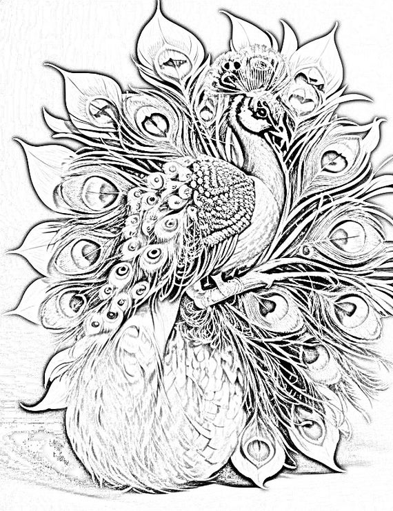 Page 2 | Peacock Drawing Images - Free Download on Freepik