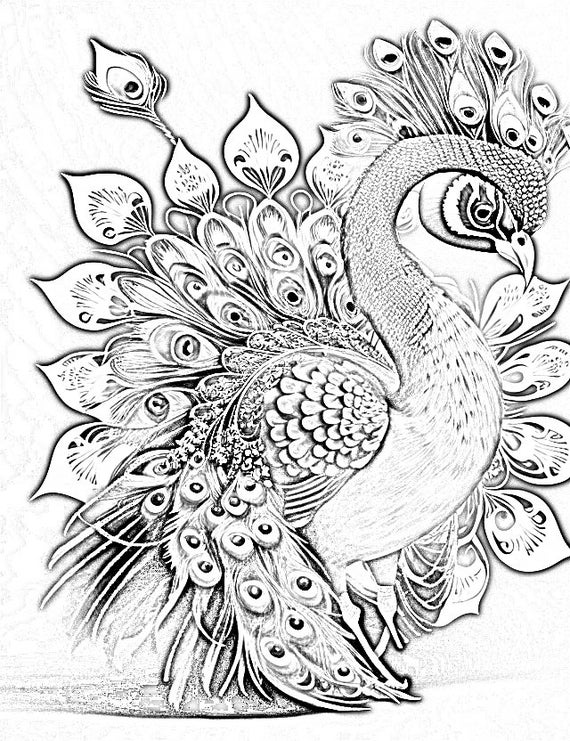 Peacock Drawing Easy. Today we thought of making peacock… | by cool drawing  | Medium