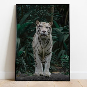 Poster di tigre bianca, stampa murale di animali selvatici, stampa naturalistica di animali selvatici, fotografia di gatti della giungla, poster su carta opaca di alta qualità, regalo per gli amanti degli animali