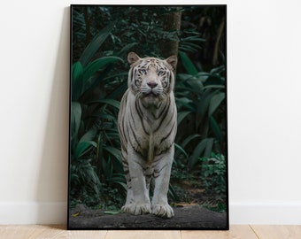 Wall Print of a White Tiger Roaming Freely in the Realm of Nature. Premium Matte Paper Wooden Framed Poster. Gift for Animal Lovers.