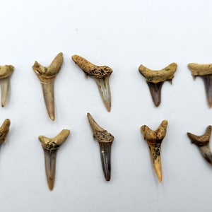 Shark Tooth Collection Fossils: 10 Striatolamia