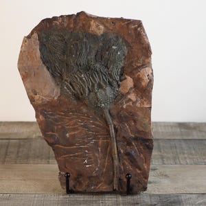 May include: A fossilized crinoid specimen embedded in a reddish-brown stone matrix. The fossil features intricate details of the ancient marine animal, with a dark grey-green hue. The stone is mounted on a black metal stand.