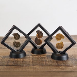 May include: Three black display boxes with clear lids, each containing two fossilized ammonites. The boxes are on a wooden surface.
