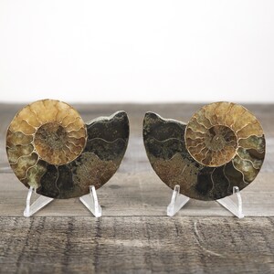 Agatized Ammonite Fossil Pair: Crystalized Chambers from Madagascar