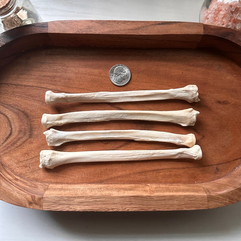 Bone Throwing Set Osteomancy Set Etsy