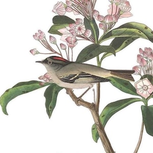 May include: An illustration of a small bird with a red head and gray wings perched on a branch. The bird is surrounded by green leaves and pink flowers, set against a white background. The artwork has a vintage, botanical feel.