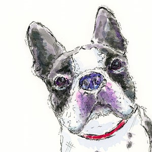 Boston Terrier | Doodle Dog Sketch | Pet Artwork | Dog Drawing | Giclée Watercolor Portrait