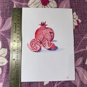 Könnte beinhalten: Ein weißes, rechteckiges Blatt Papier mit einer detaillierten Zeichnung in roter und blauer Tinte, die einen ganzen Granatapfel und zwei offene Granatapfelhälften mit Kernen zeigt. Ein Metalllineal liegt am linken Rand und zeigt eine Länge von etwa 23 cm.
