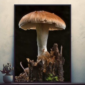 Mushroom   Posters Prints Wall Art Modern Home Room Bar Decor Painting  Unframed