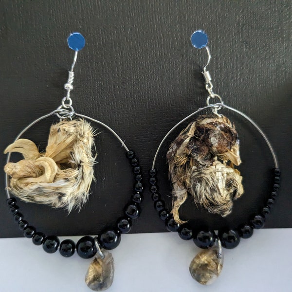 Mummy (dehydrated) natural quail embryo earrings