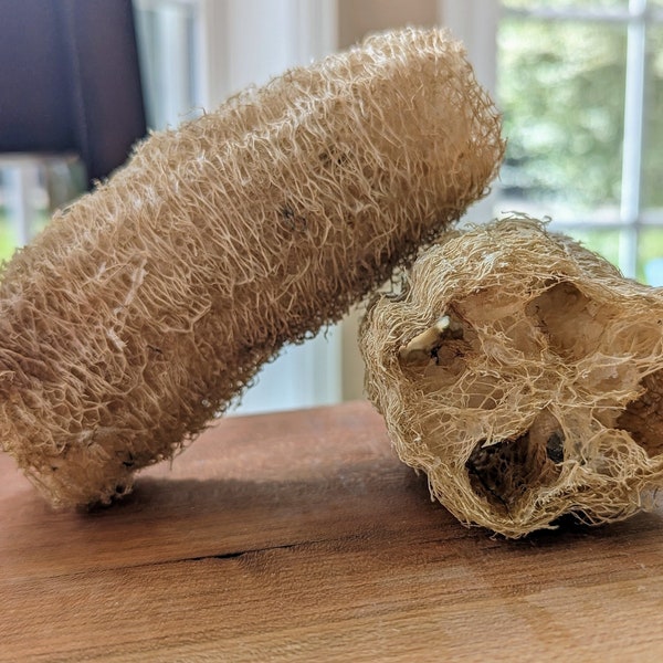 Loofa Sponge | Luffa Sponge