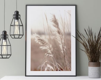 Reed grass poster, nature photography of soft pampas grass blades at sunset