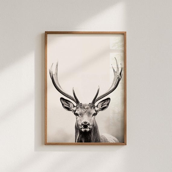 Majestätischer Hirsch Poster, schwarz-weiß Porträt Fotografie eines Hirsch mit mächtigem Geweih